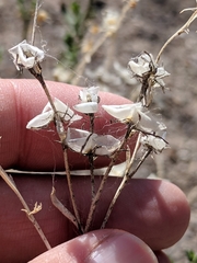 Menodora