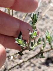 Menodora