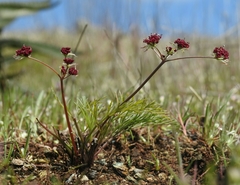 Lomatium hooveri