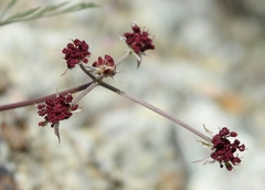 Lomatium hooveri