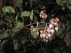 Arctostaphylos viscida pulchella
