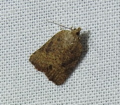 Meritastis laganodes