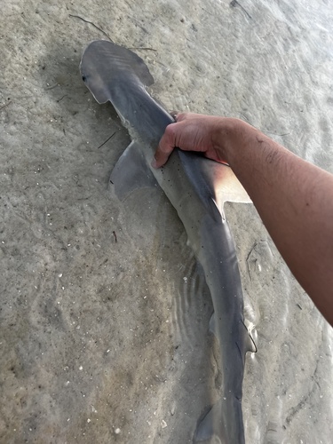 Bonnethead photographed in Florida