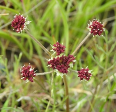 Lomatium hooveri