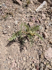 Astragalus wootonii