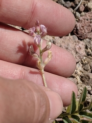 Astragalus wootonii