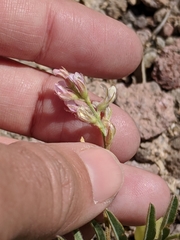 Astragalus wootonii