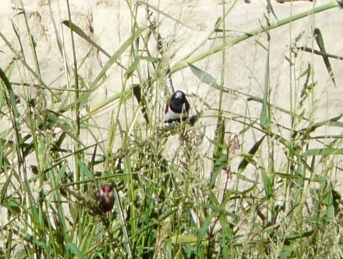 Tricolored Munia
