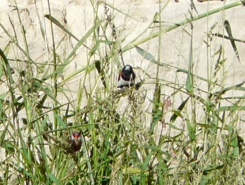 Tricolored Munia