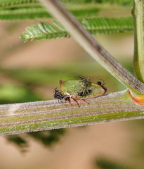 Sextius virescens