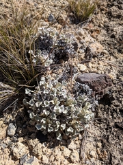 Eriogonum tenellum