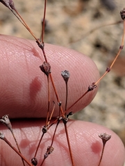 Eriogonum tenellum