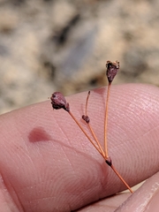 Eriogonum tenellum