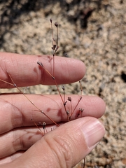 Eriogonum tenellum
