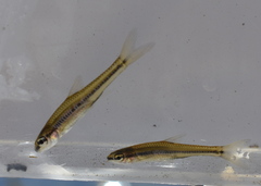 Bedrock Shiner photo 5