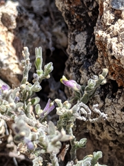 Hebecarpa macradenia