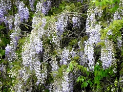 Wisteria frutescens