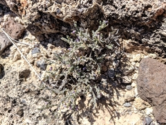 Hebecarpa macradenia