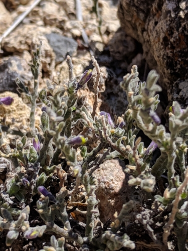 Image of Hebecarpa macradenia by (c) Alison Northup, some rights reserved (CC BY)