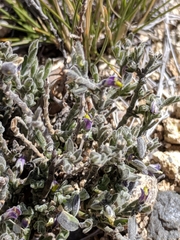 Hebecarpa macradenia