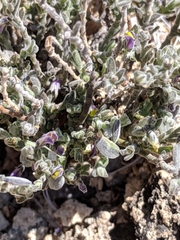 Hebecarpa macradenia