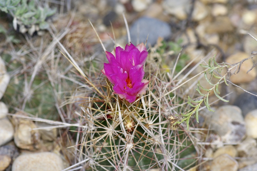 Glory of Texas (Thelocactus bicolor)