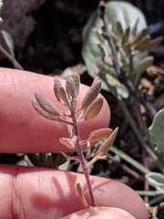 Tomostima cuneifolia