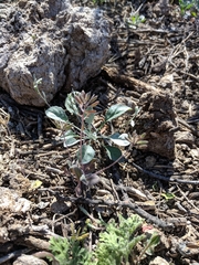 Tomostima cuneifolia