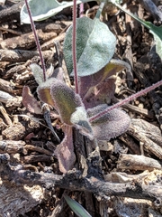 Tomostima cuneifolia