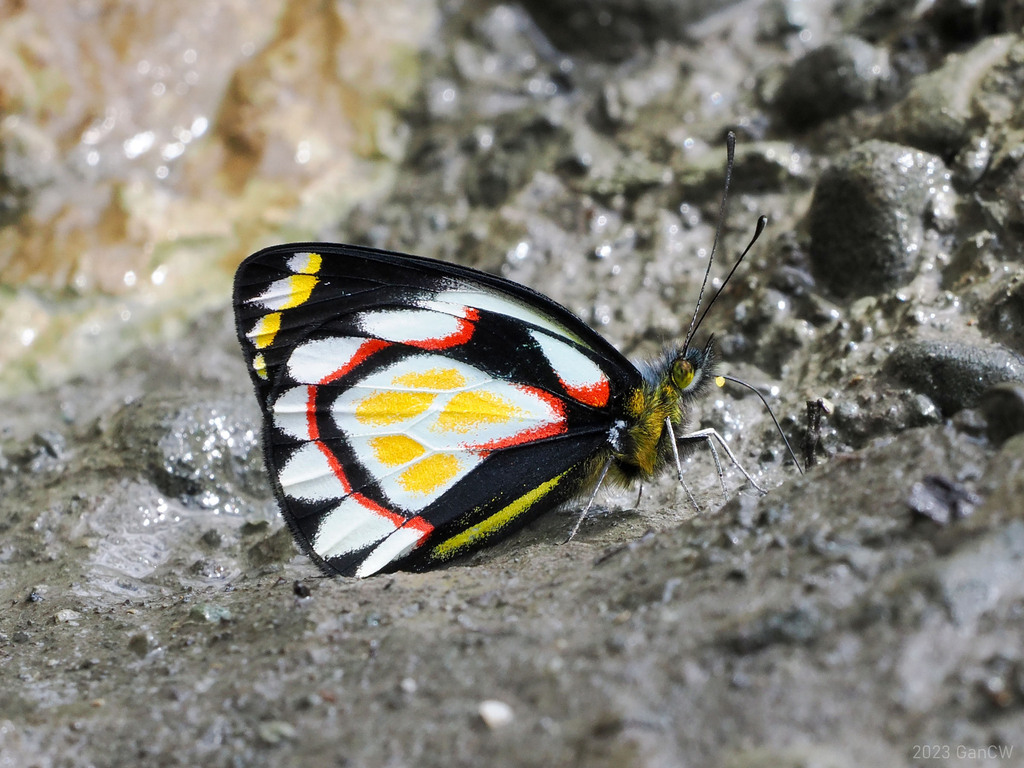 Delias flavistriga
