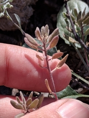 Tomostima cuneifolia