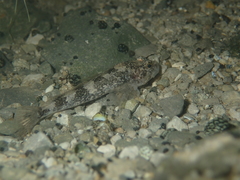 Cottus petiti