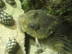 Cottus petiti