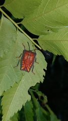 Tessaratoma papillosa