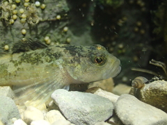 Cottus petiti