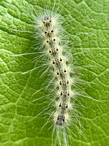 Fall Webworm Moth, photo 4 of 8