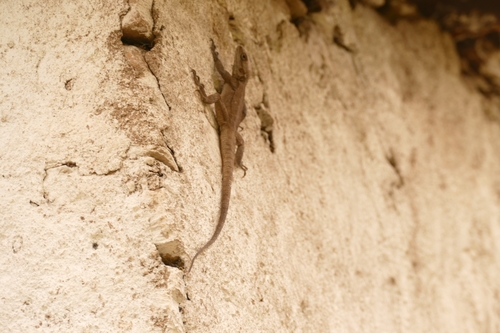Kashmir Rock Agama, Laudakia tuberculata