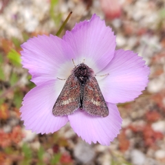 Schinia pulchripennis