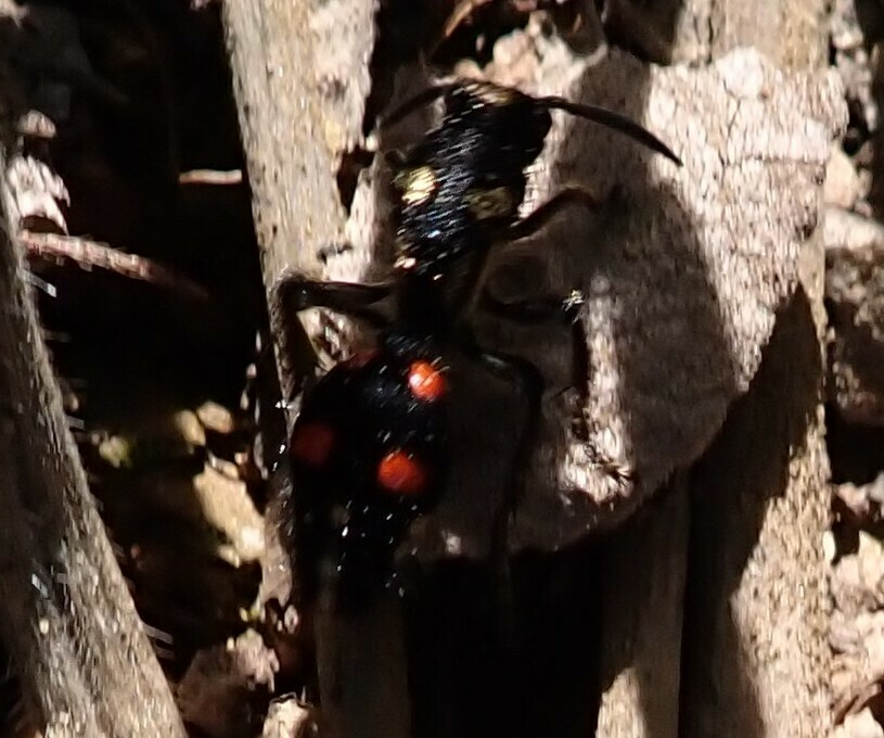 Traumatomutilla austera