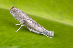 Culladia hastiferalis