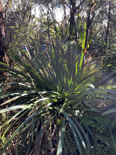 Machaerina angustifolia observed 2023-11-05