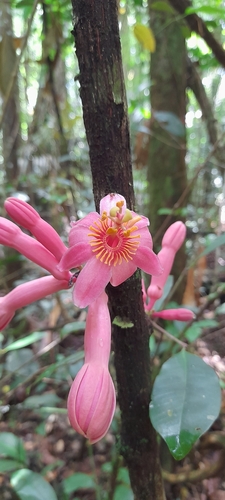 Image of Passiflora amoena by (c) Mathew Rees, some rights reserved (CC BY)