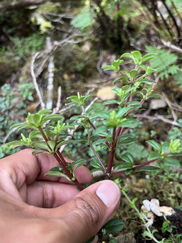 Peperomia kipahuluensis
