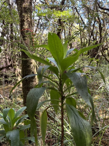 Plantago princeps observed 2023-11-01