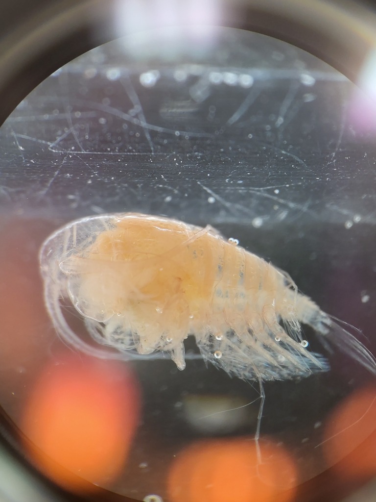 Pseudhaloptilus