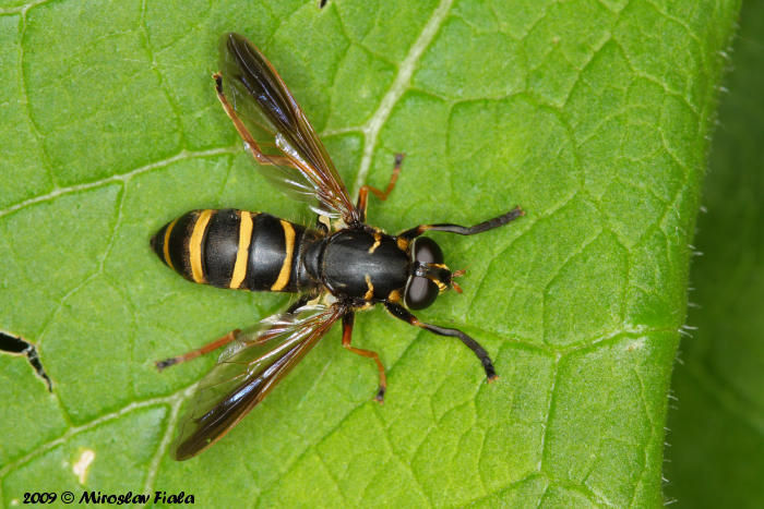 Falsehorn Flies