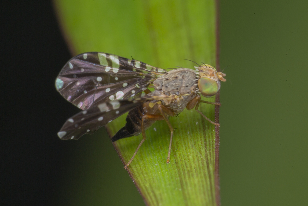 Platensina