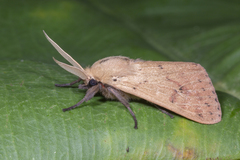 Spilosoma cervina