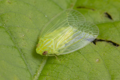 Kallitaxila granulata