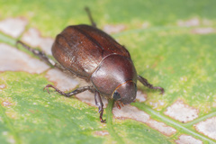 Anomala obsoleta
